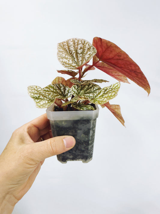 Begonia snow capped variegated