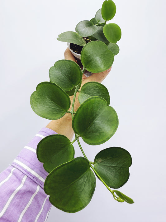Dischidia tonsuensis