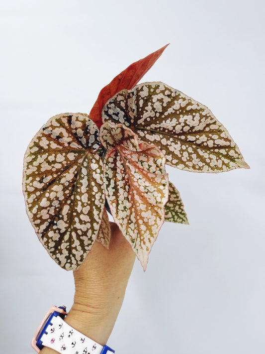 Begonia snow capped variegated