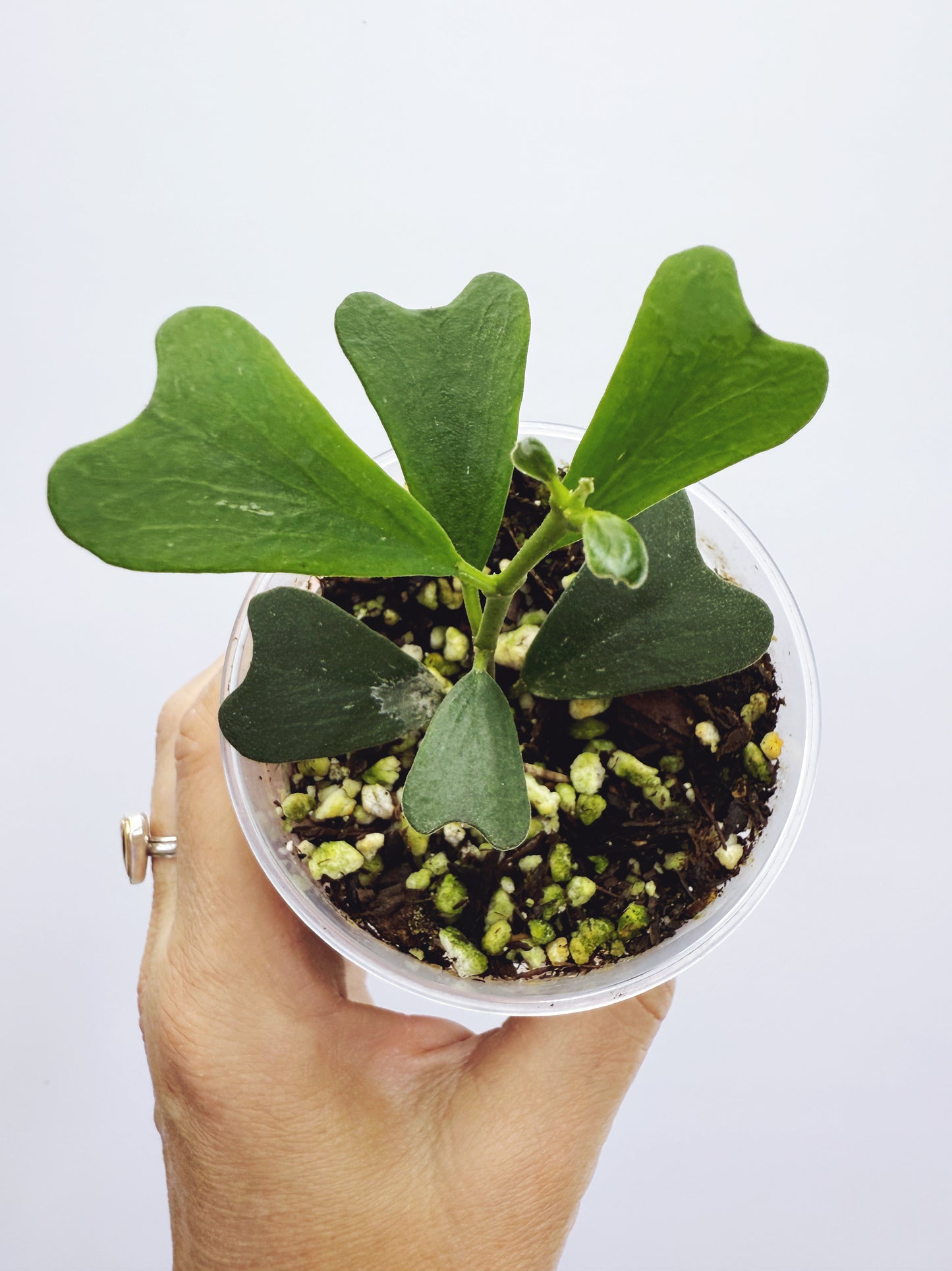 Hoya manipurensis