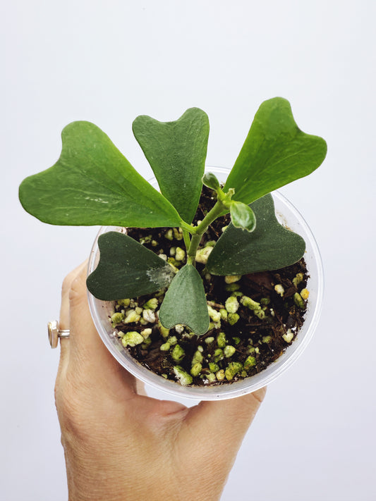 Hoya manipurensis