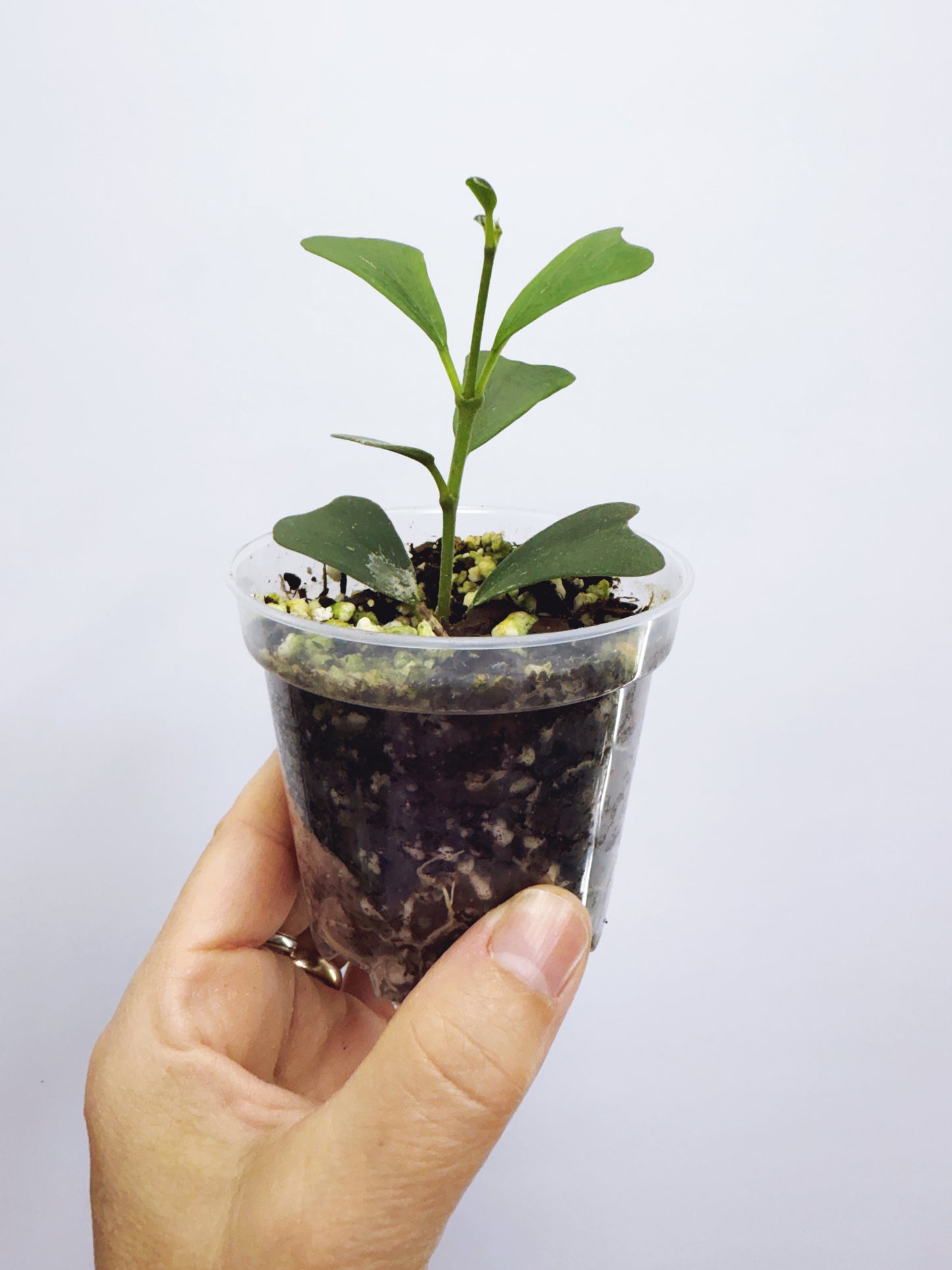 Hoya manipurensis