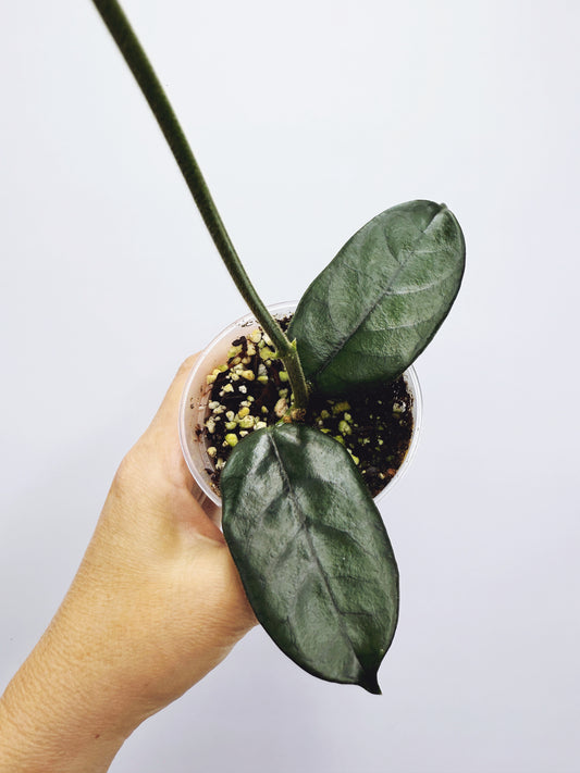 Hoya globulosa