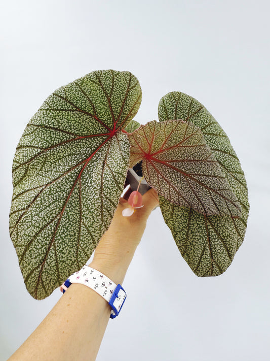 Begonia sinbad