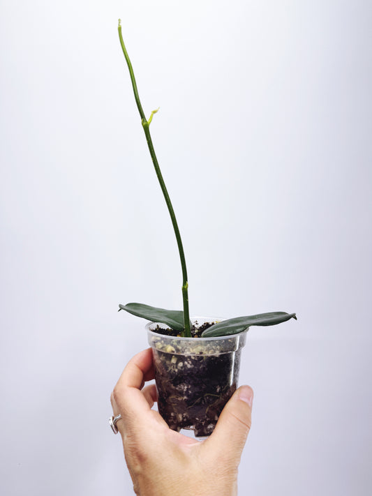 Hoya globulosa
