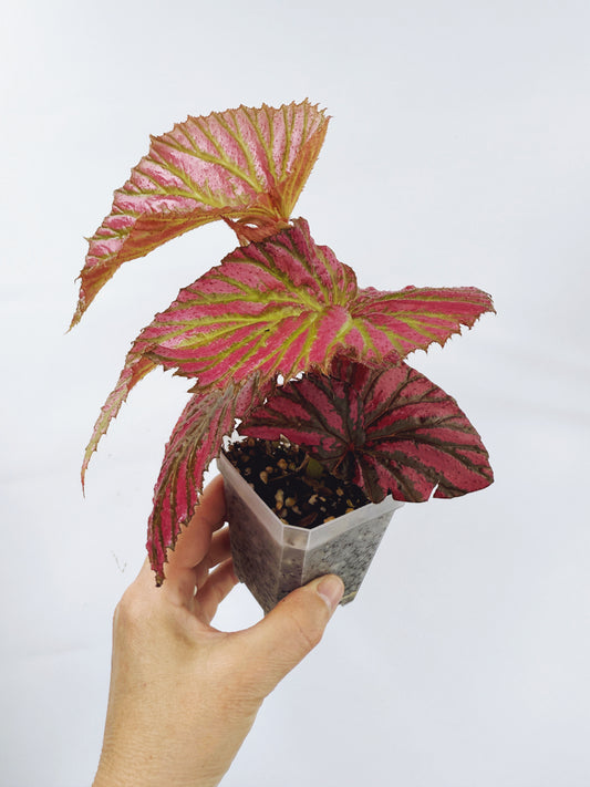 Begonia brevirimosa ssp exotica