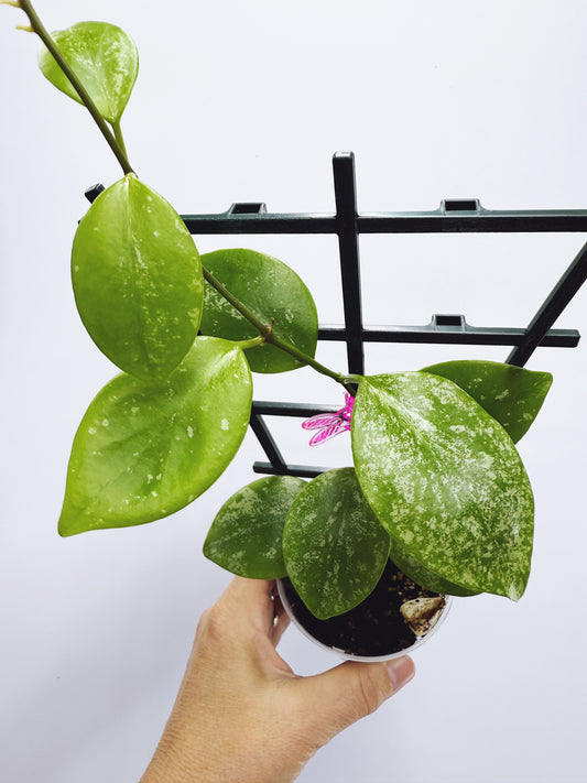 Hoya diptera splash