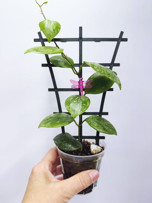 Hoya diptera splash