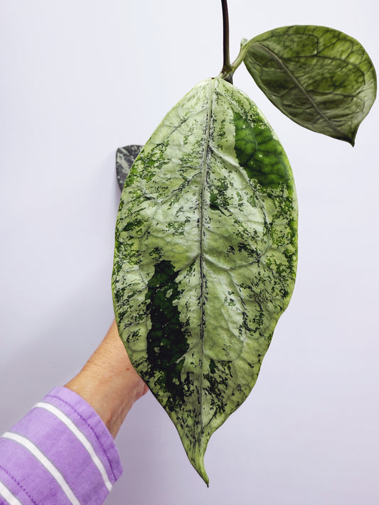 Hoya coriacea silver