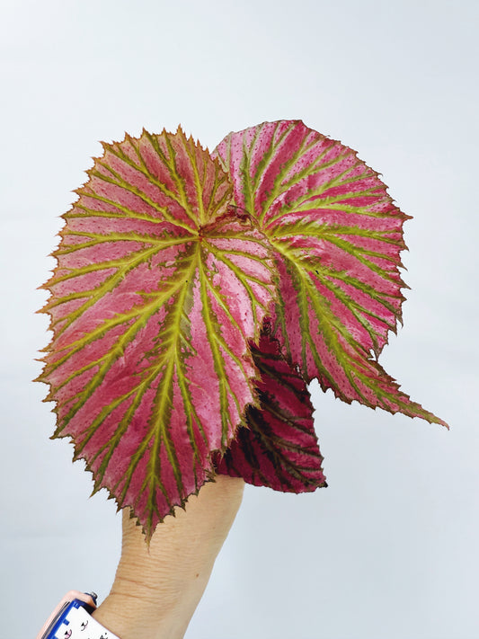Begonia brevirimosa ssp exotica