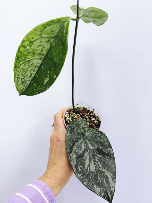 Hoya coriacea silver