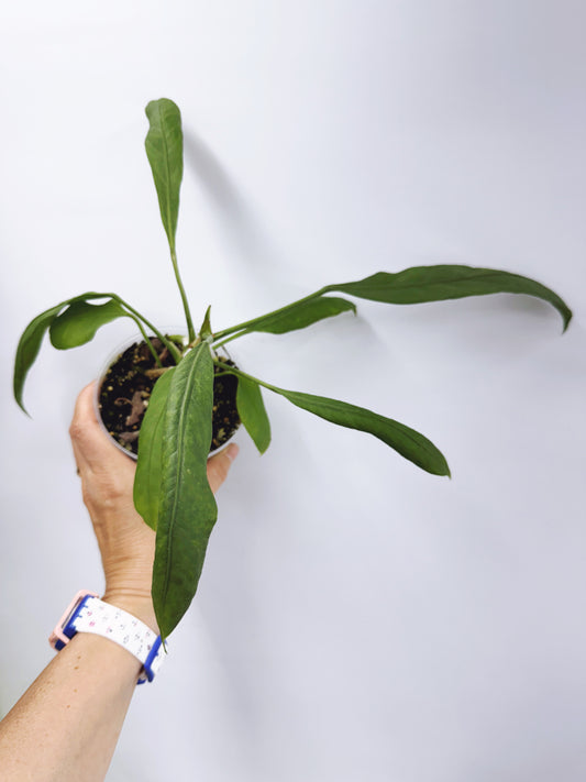 Anthurium vittarifolium x self