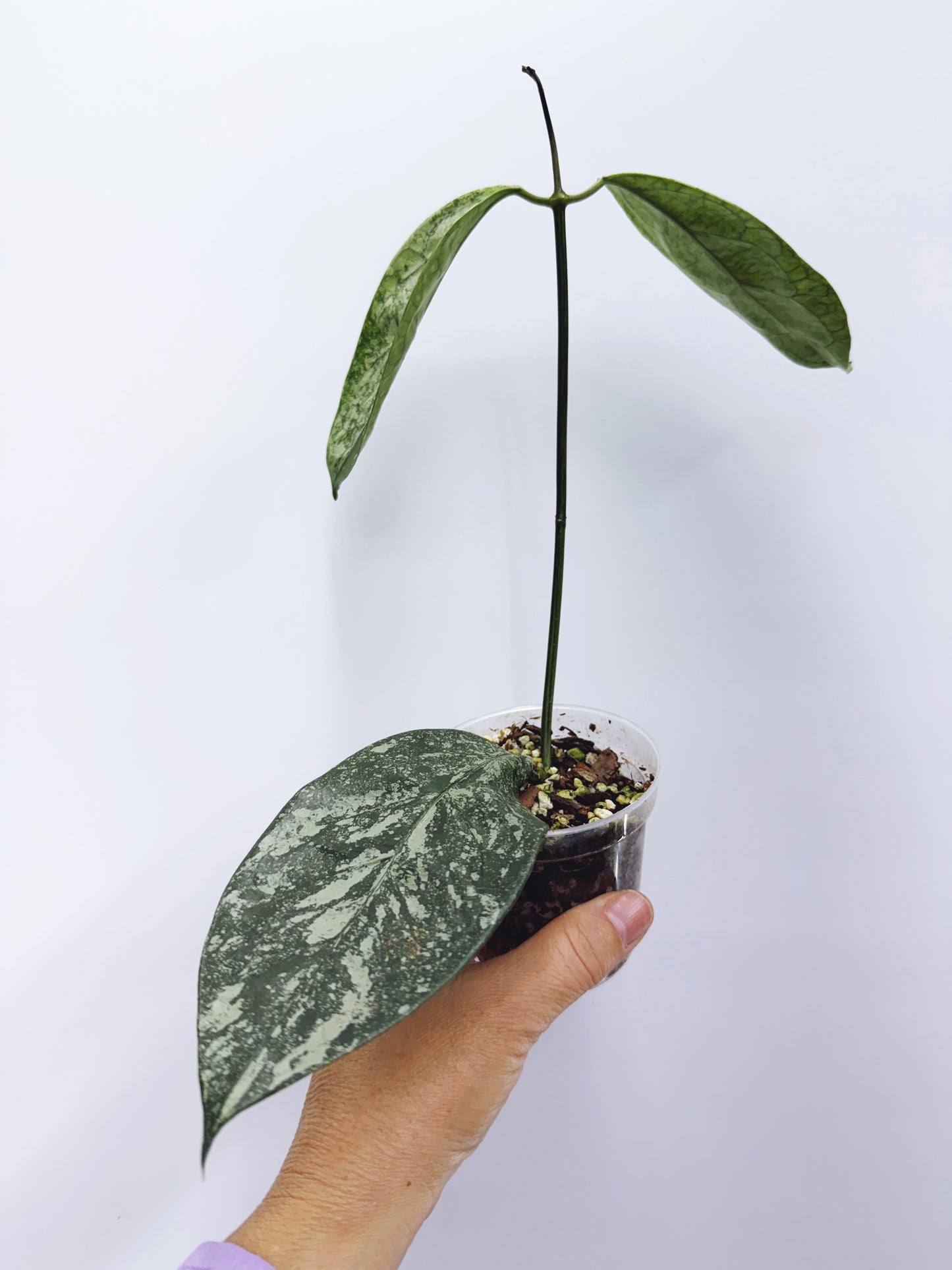 Hoya coriacea silver