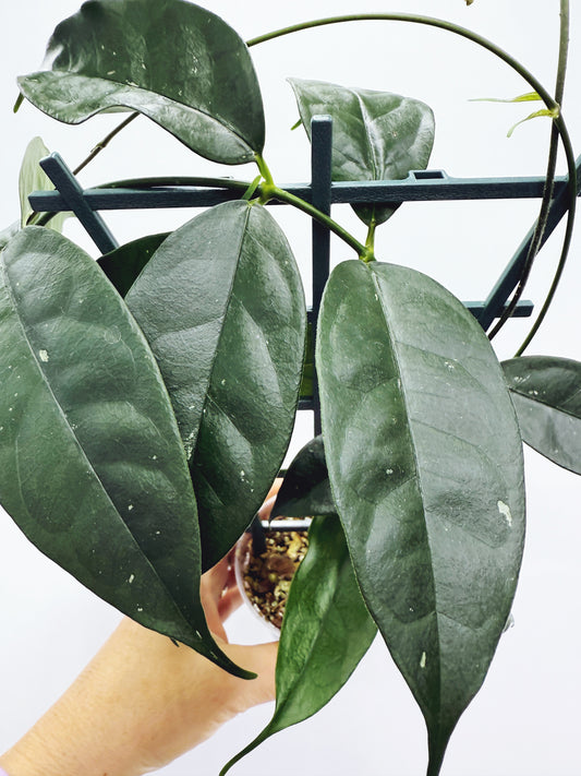 Hoya campanulata splash