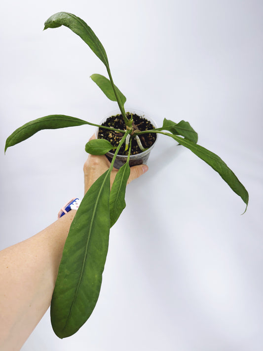 Anthurium vittarifolium x self