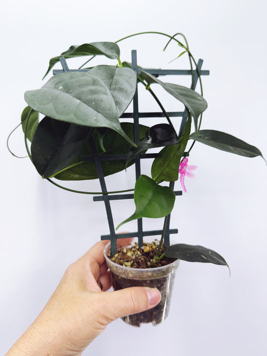Hoya campanulata splash