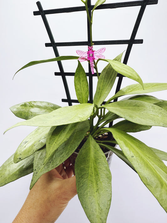 Hoya new guinea ghost