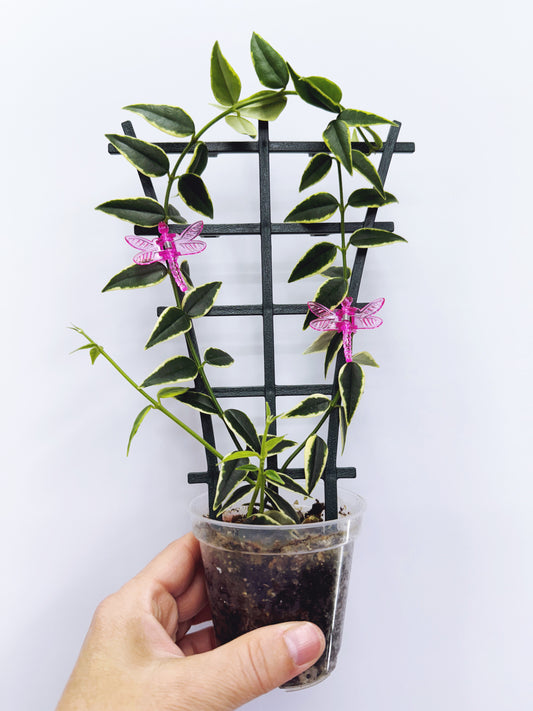 Hoya bella variegated