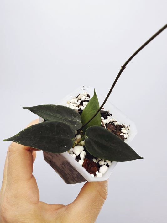 Hoya carrii NS13-064