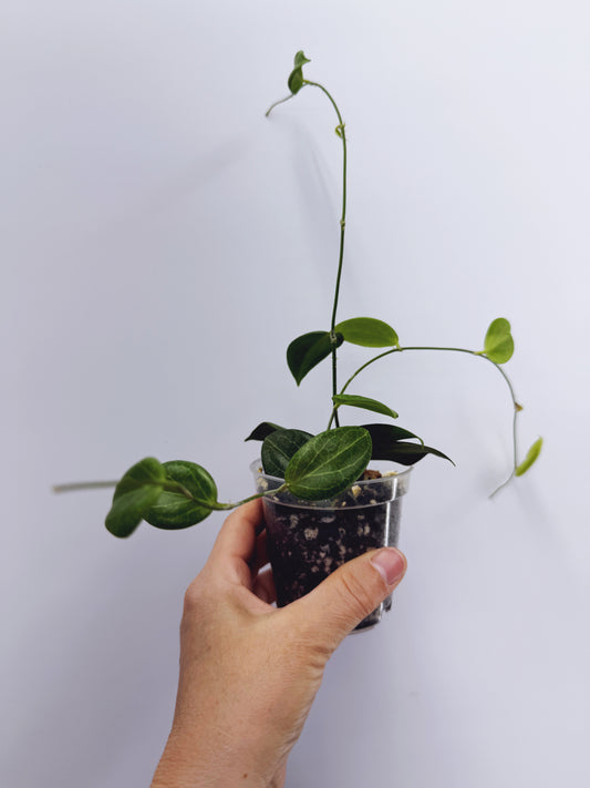 Hoya fitchii