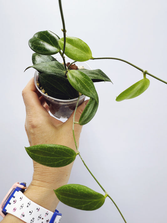 Hoya fitchii