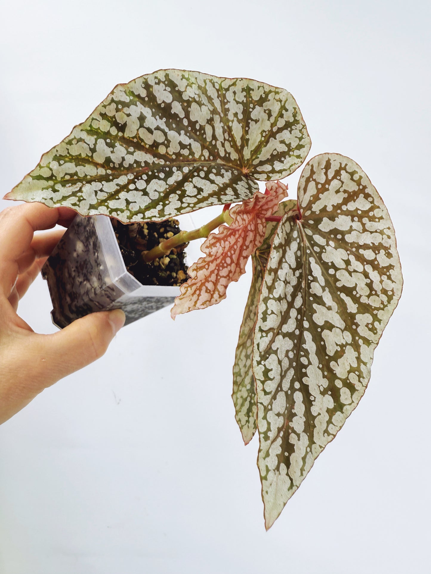 Begonia snow capped