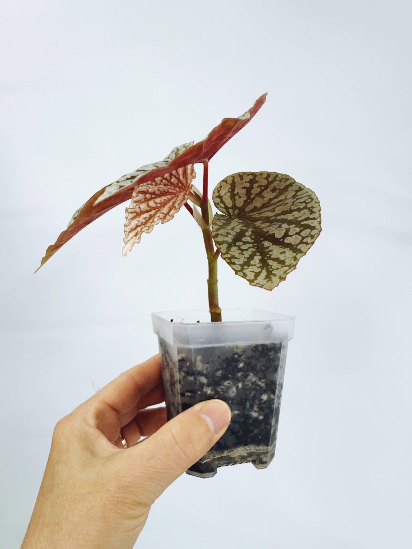 Begonia snow capped