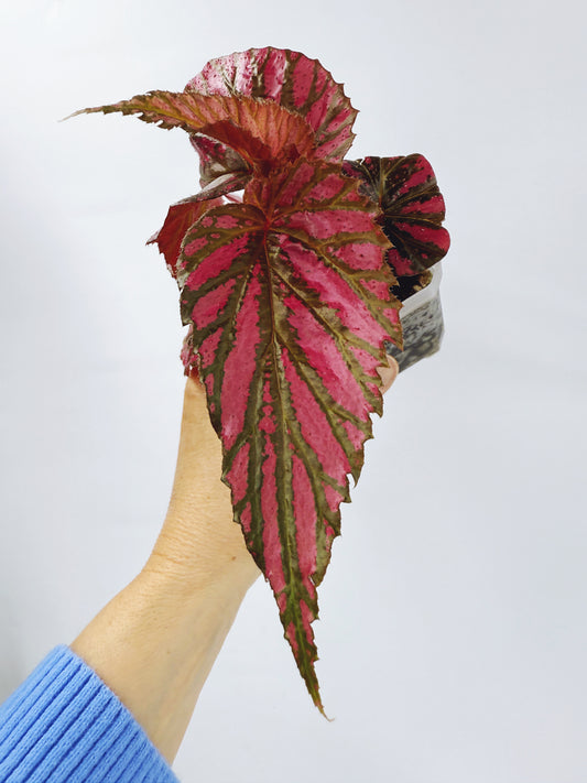 Begonia brevirimosa ssp exotica
