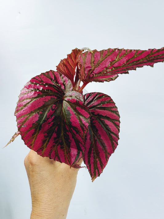 Begonia brevirimosa ssp exotica