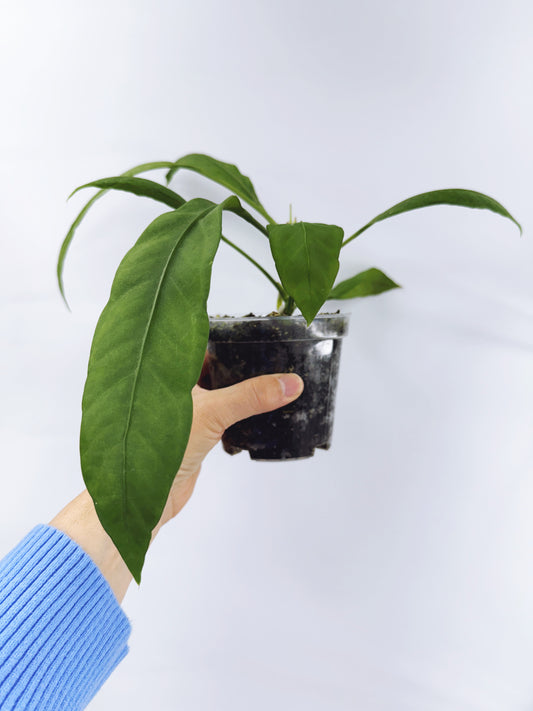 Anthurium vittarifolium x self