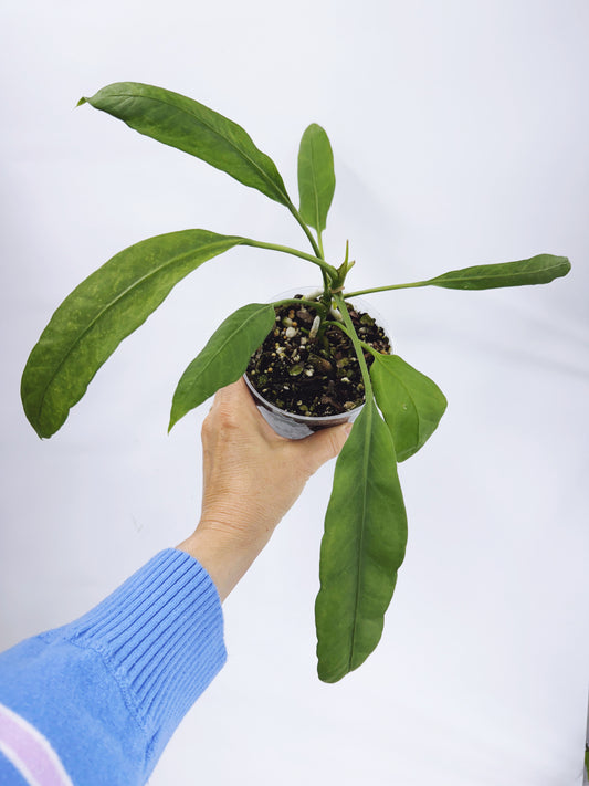 Anthurium vittarifolium x self