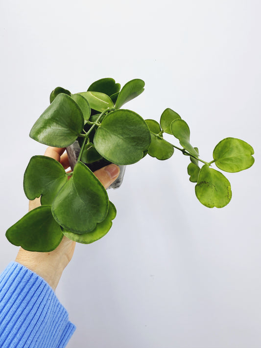 Dischidia tonsuensis