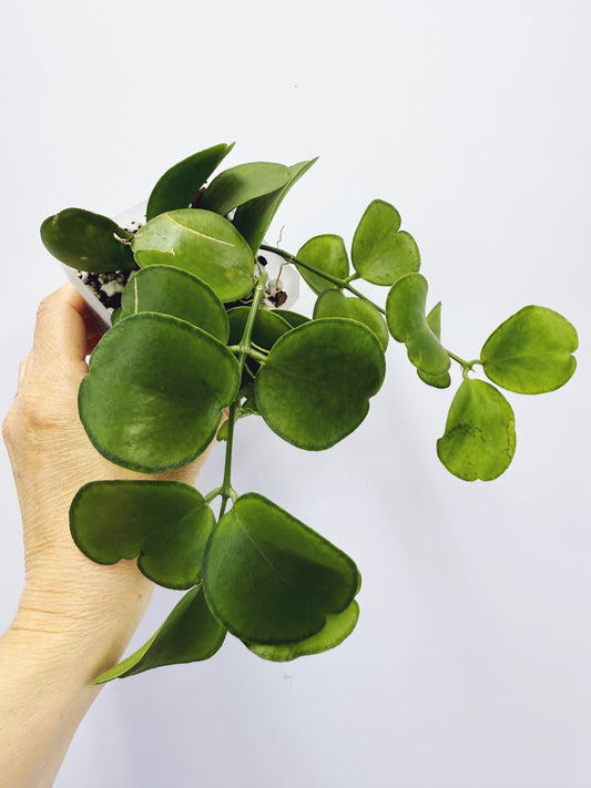 Dischidia tonsuensis
