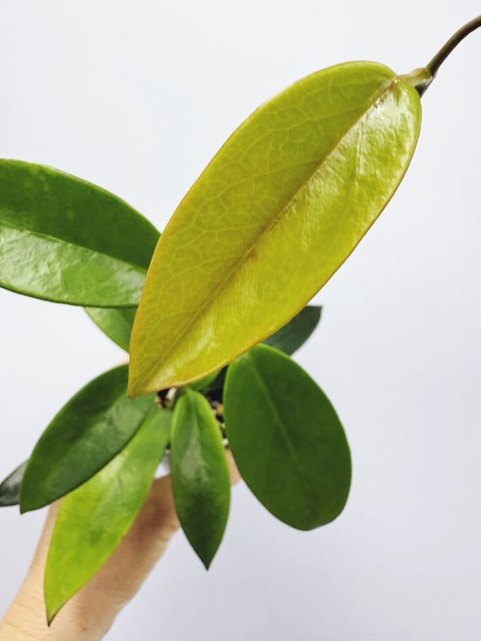 Hoya meliflua