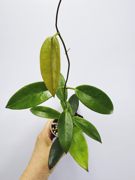 Hoya meliflua