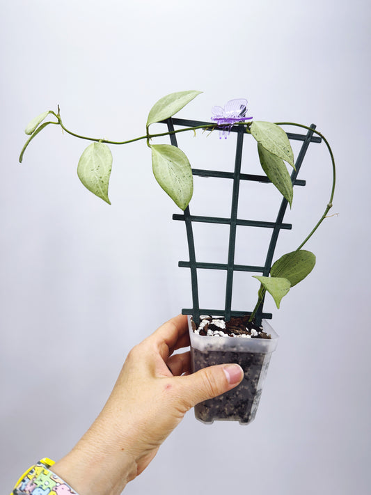 Hoya new guinea ghost