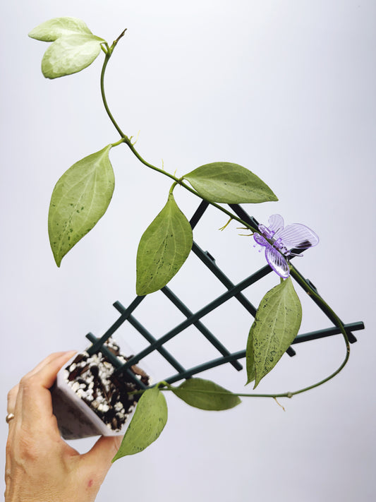 Hoya new guinea ghost