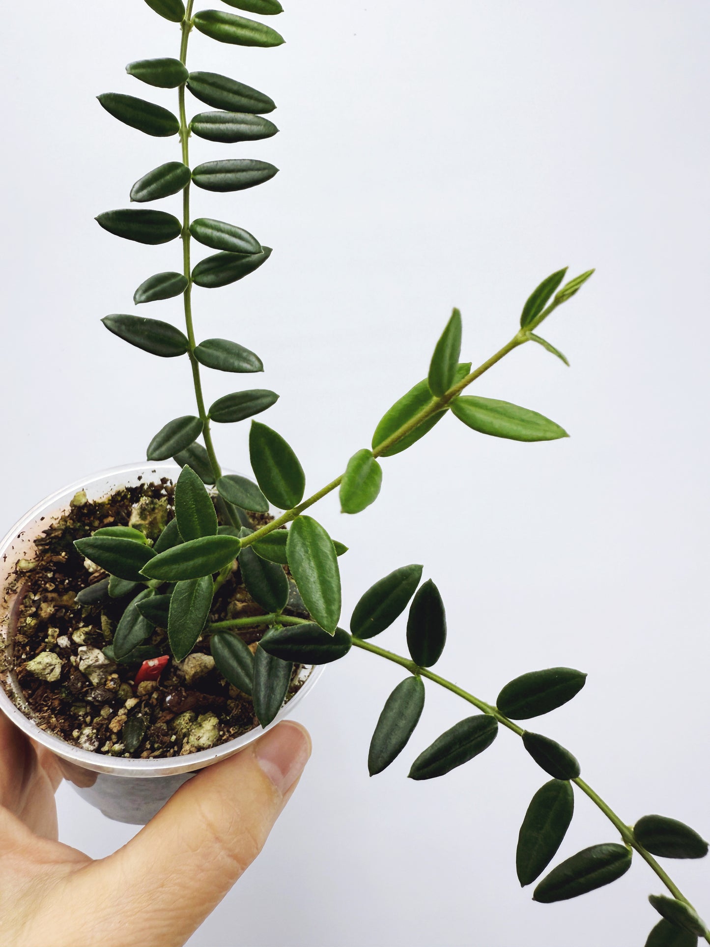 Hoya engleriana