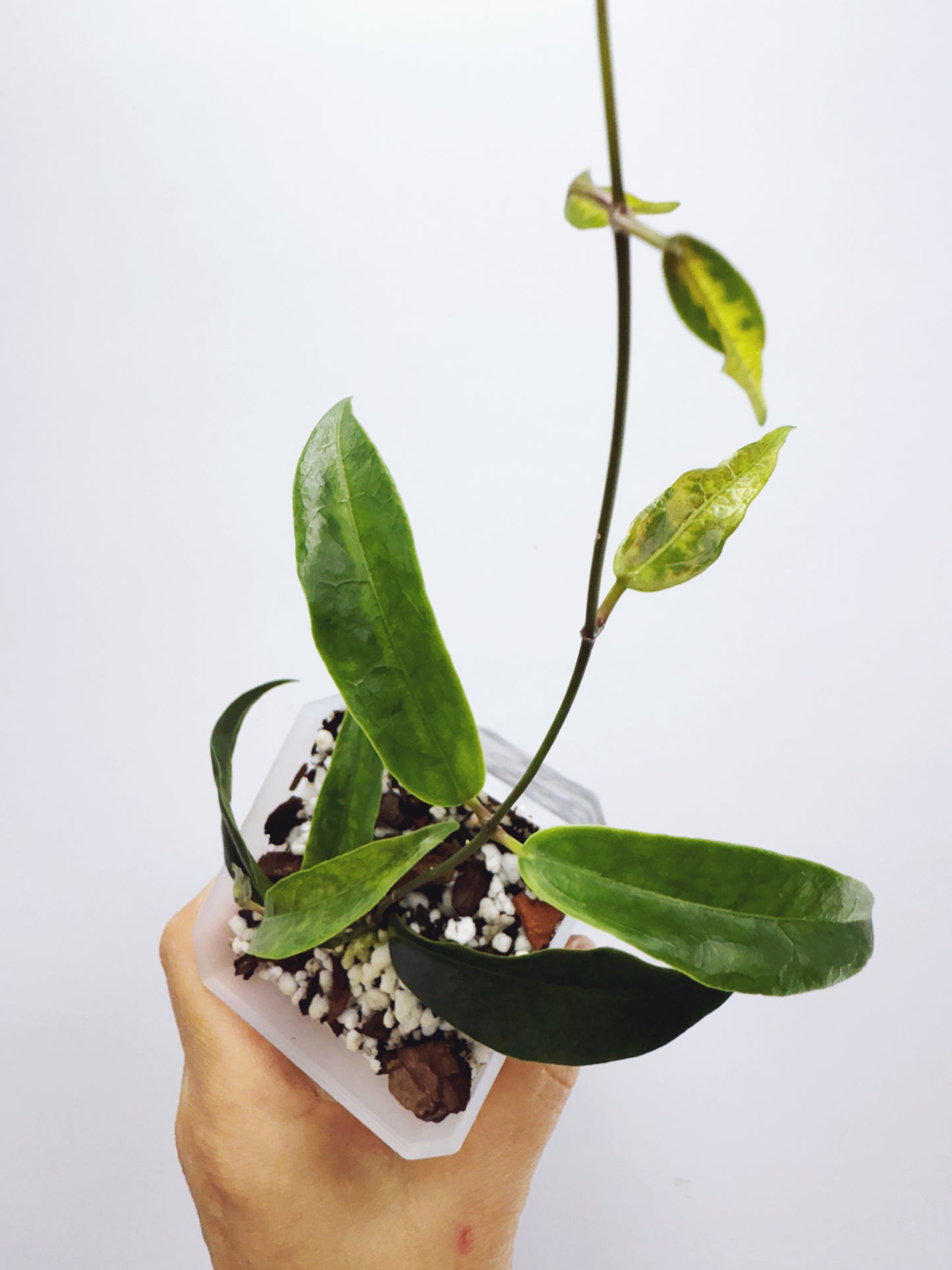 Hoya chlorantha