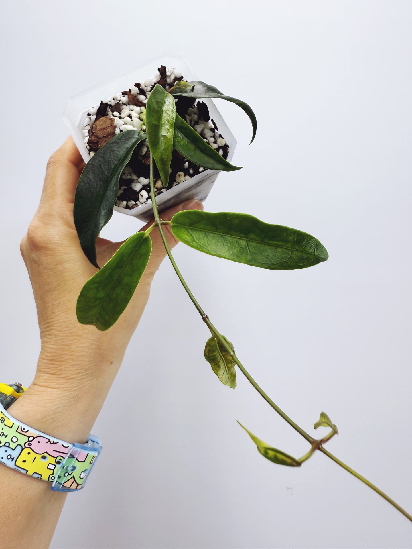 Hoya chlorantha