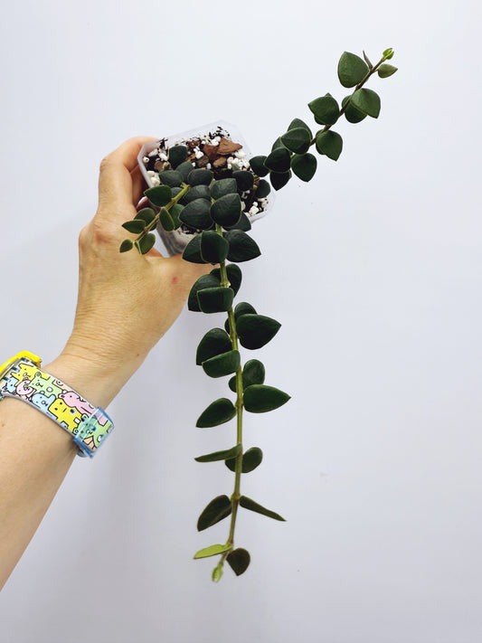 Hoya chinghungensis