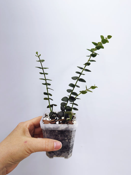 Hoya chinghungensis
