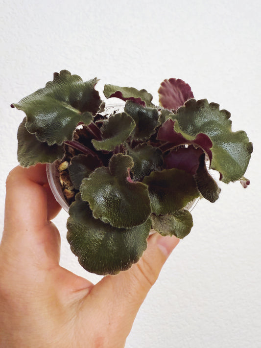 African Violet K's Purple Hog