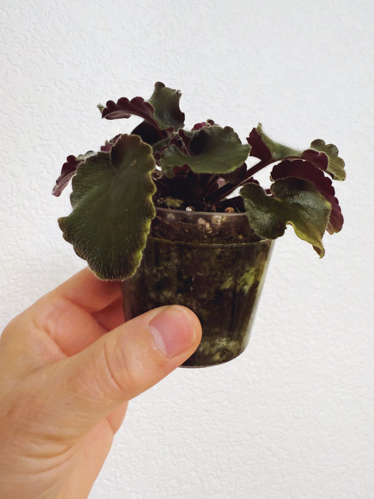 African Violet K's Purple Hog