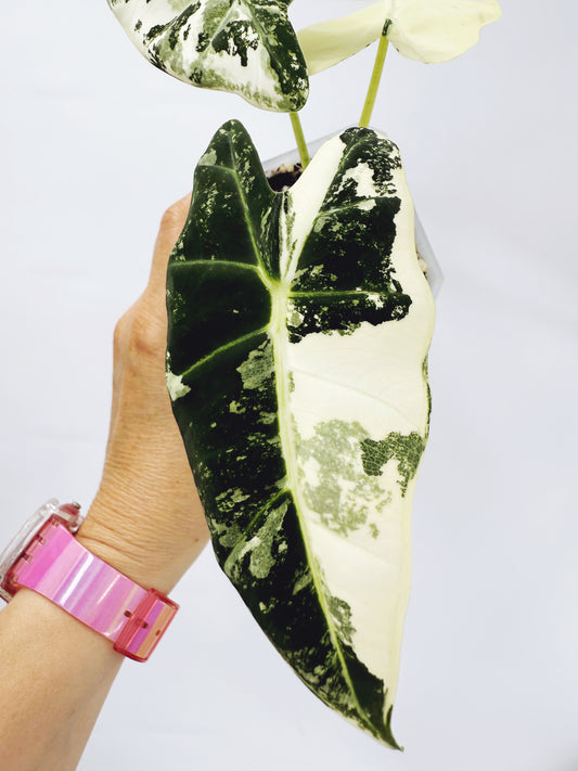 Alocasia frydek variegated