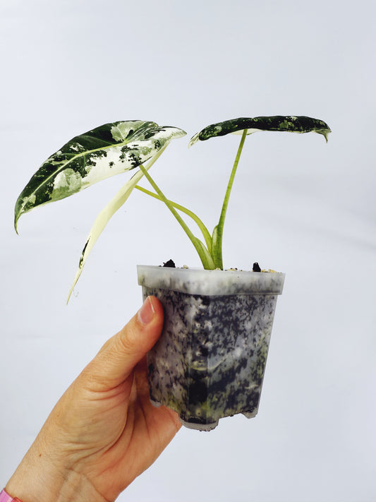 Alocasia frydek variegated