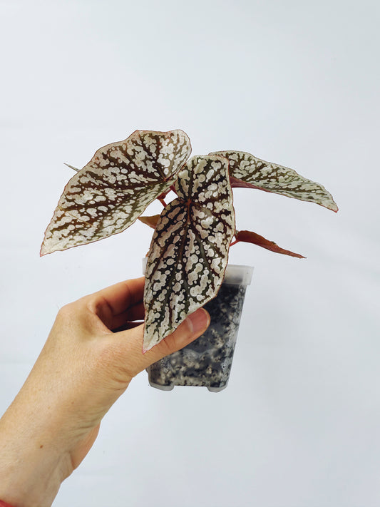 Begonia snow capped
