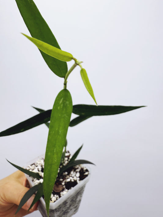 Hoya burmanica