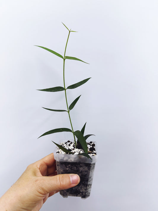 Hoya burmanica