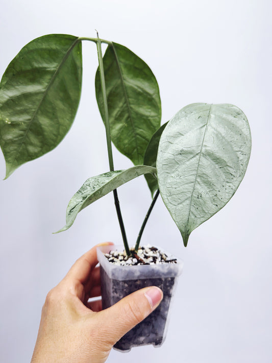 Hoya coriacea silver